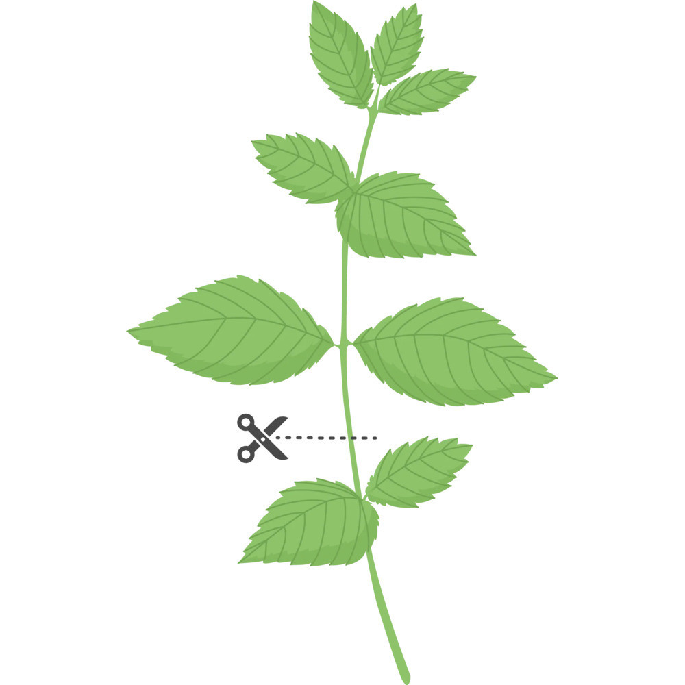 Tipy pro úspěšné pěstování